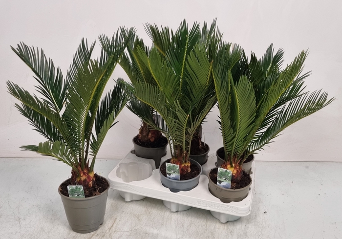 <h4>CYCAS REVOLUTA</h4>