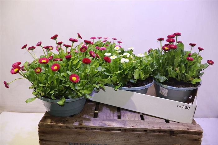 <h4>Bellis P Kl Bel Gem</h4>