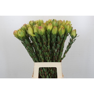 Leucadendron Disc. Yellow