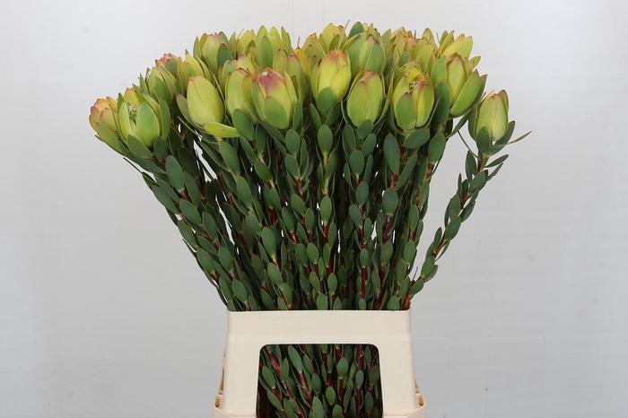 <h4>Leucadendron Disc. Yellow</h4>