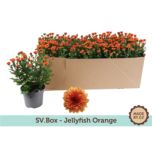 <h4>Chrysant Jellyfish Orange in SV.Box</h4>