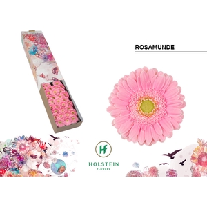 GE MI Rosamunde halve doos