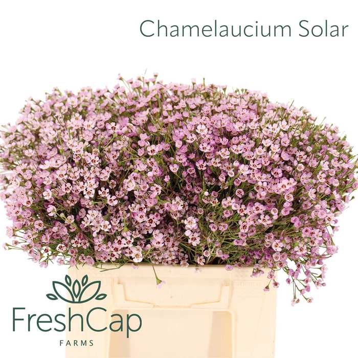 <h4>Chamelaucium uncinatum 'Jupiter Solar'</h4>