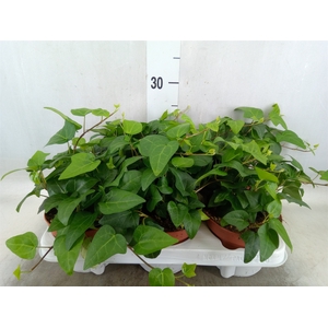 Hedera helix 'Mein Herz'