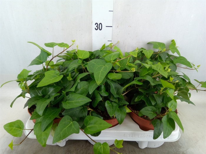 <h4>Hedera helix 'Mein Herz'</h4>