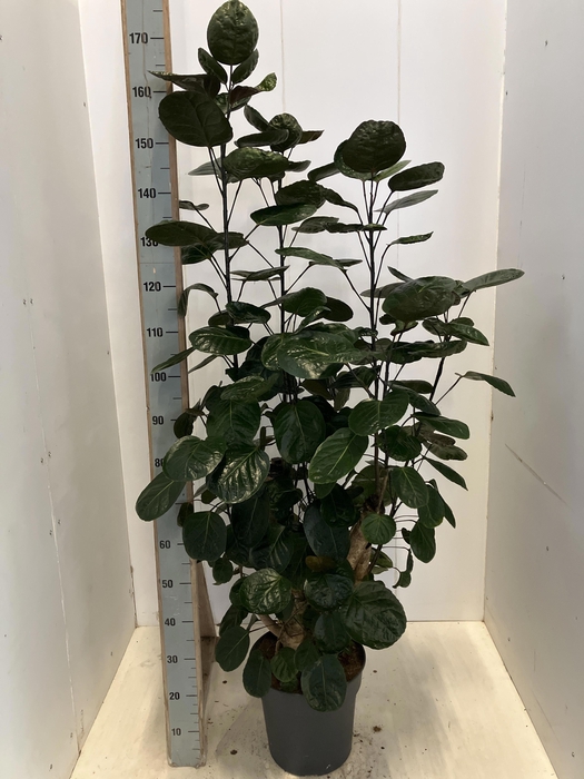 <h4>POLY FABIAN</h4>