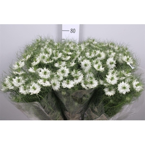 Nige D Bridal White