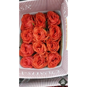 R GR ORANGE ENIGMA
