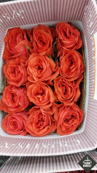 <h4>R GR ORANGE ENIGMA</h4>