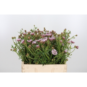 Didiscus Roze