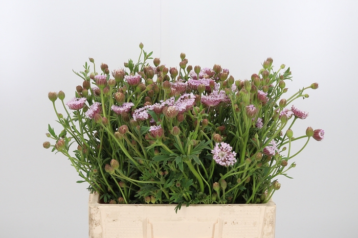 <h4>Didiscus Roze</h4>