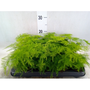 Asparagus setaceus