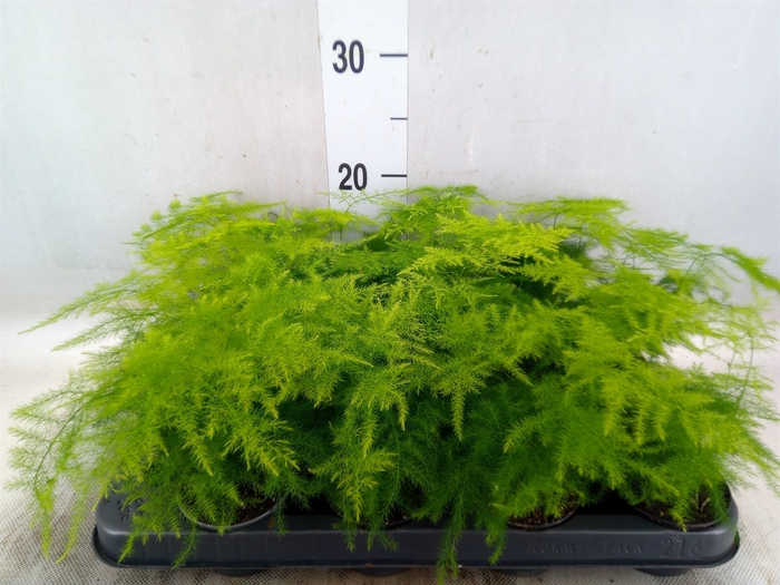 <h4>Asparagus setaceus</h4>