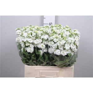 Matth Stox White
