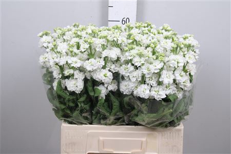 <h4>Matth Stox White</h4>