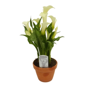 Zantedeschia wit in stenen pot
