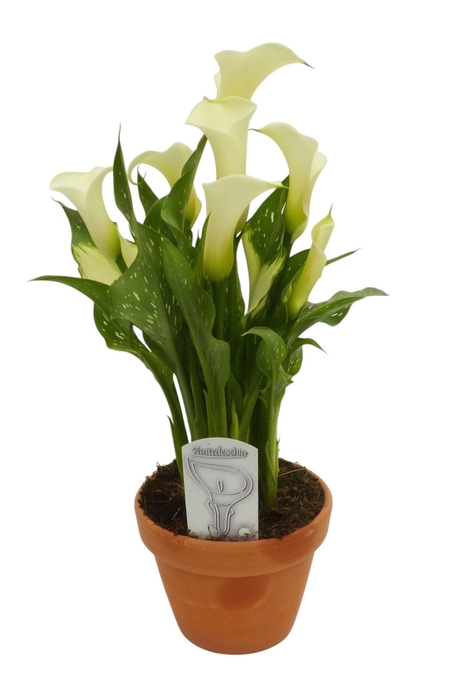 <h4>Zantedeschia wit in stenen pot</h4>