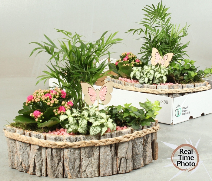 <h4>ARR KAMERPL</h4>