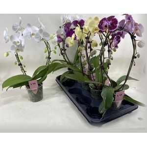 PHAL GEM