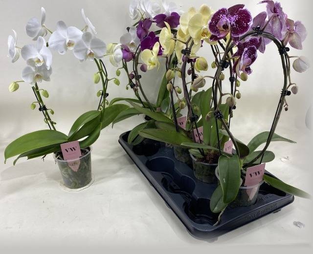 <h4>PHAL GEM</h4>
