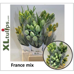 Tu Enkel Mix XL Tulips