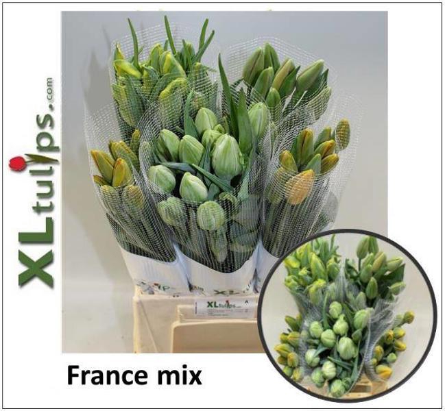 <h4>Tu Enkel Mix XL Tulips</h4>