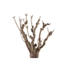 Syringa Branch Super Bordes