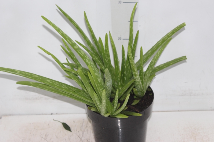 <h4>ALOE (BABOSA) P17</h4>