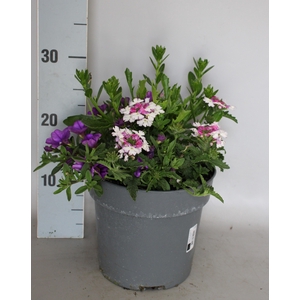 Perkplanten 19 cm Mix 03 (Scaevola, Calibrachoa, Verbena)