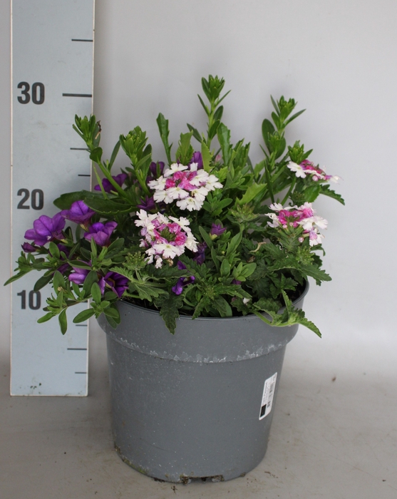 <h4>Perkplanten 19 cm Mix 03 (Scaevola, Calibrachoa, Verbena)</h4>