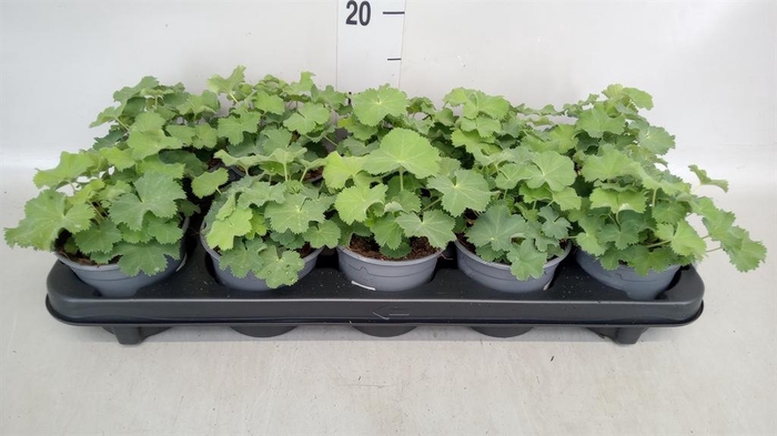 <h4>Alchemilla mollis</h4>