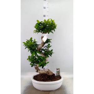 Ficus microcarpa 'Ginseng'