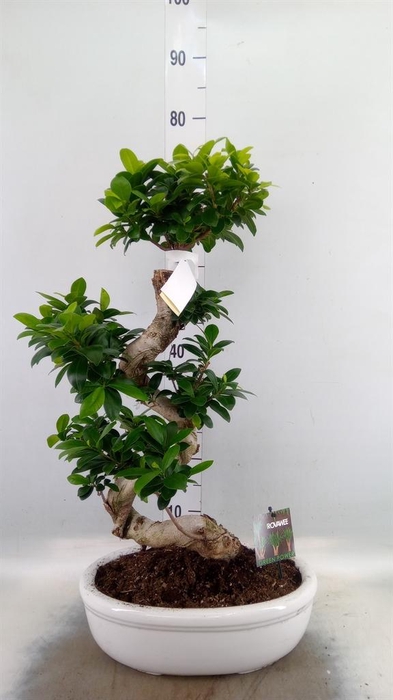 <h4>Ficus microcarpa 'Ginseng'</h4>