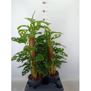 Monstera obliqua 'Monkey Mask'