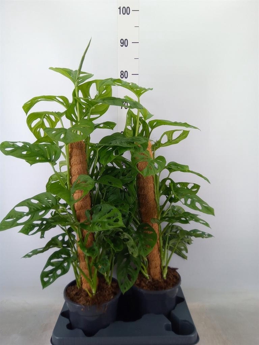 <h4>Monstera obliqua 'Monkey Mask'</h4>