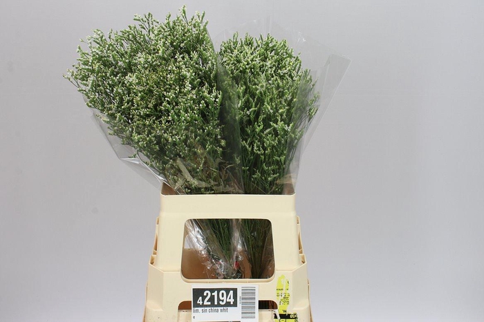 <h4>Lim. Sin China White</h4>