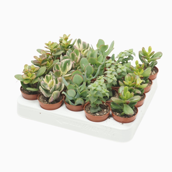 <h4>Crassula</h4>