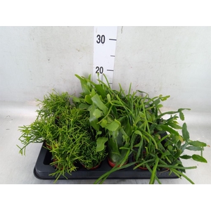 Rhipsalis   ...mix