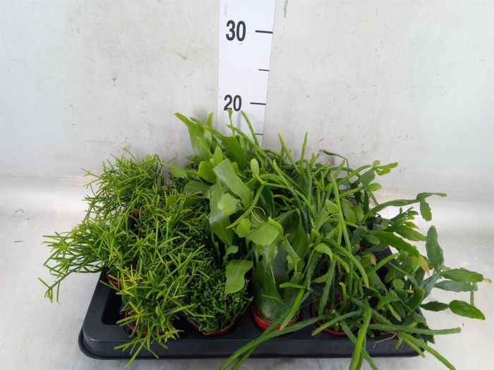 <h4>Rhipsalis   ...mix</h4>