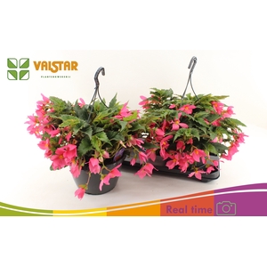 BEGO WF DR ENC PINK
