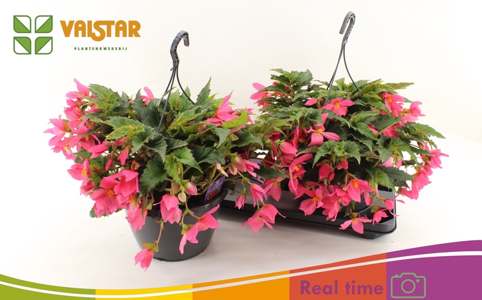 <h4>BEGO WF DR ENC PINK</h4>