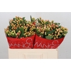 Hypericum Mellow Romance