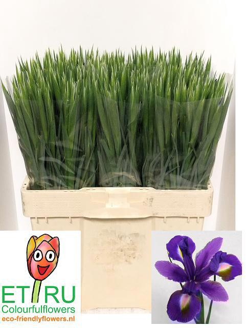 <h4>IRIS BLUE MAGIC</h4>