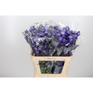 Delphinium El Delphi Power