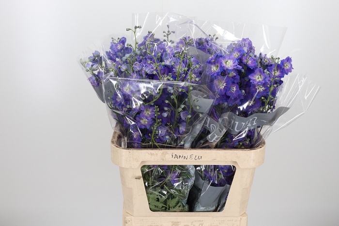 <h4>Delphinium El Delphi Power</h4>