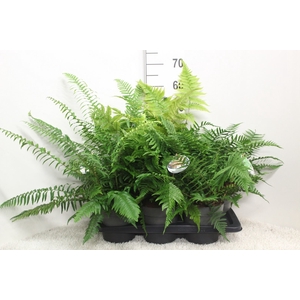 Ferns   ...mix
