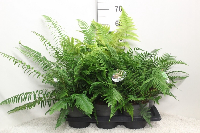 <h4>Ferns   ...mix</h4>