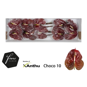 ANTH A CHOCO