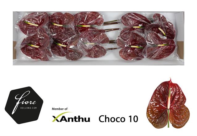 ANTH A CHOCO