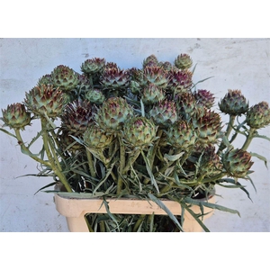 Cynara Cardunculus